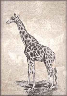 GIRAFE AU FUSAIN