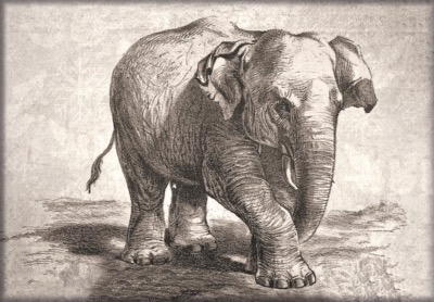  ÉLÉPHANT AU FUSAIN