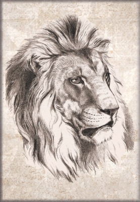 LION AU FUSAIN